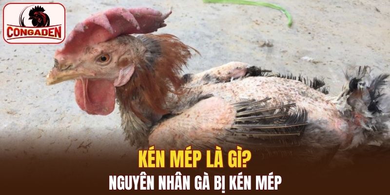 Kén mép là gì? nguyên nhân gà bị kén mép