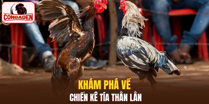 Khám phá về chiến kê tía thằn lằn