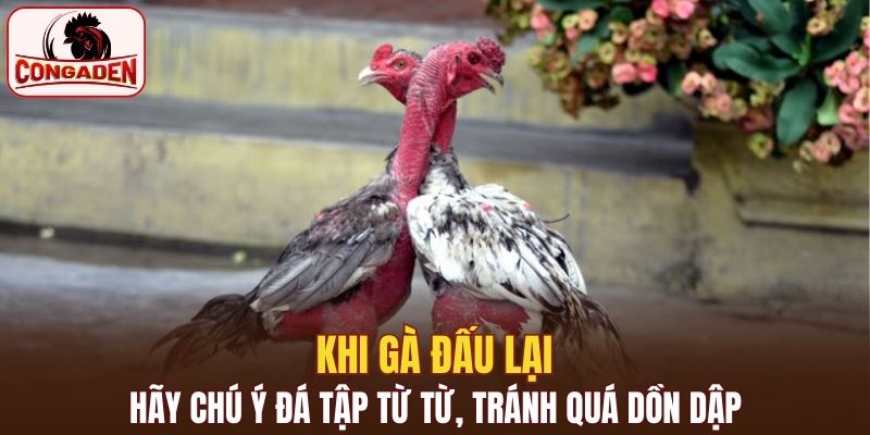 Khi gà đấu lại hãy chú ý đá tập từ từ, tránh quá dồn dập