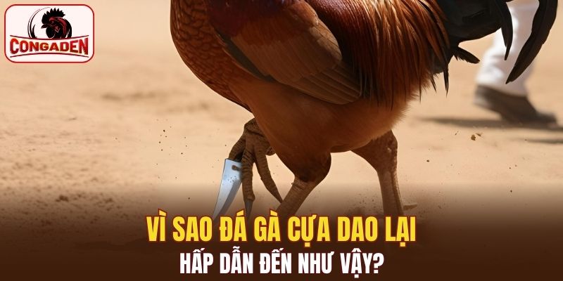 Không gian cá cược được mở rộng hơn