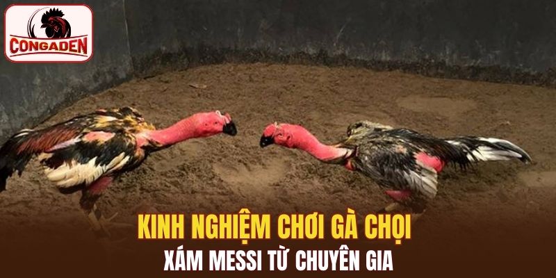 Kinh nghiệm chơi gà chọi xám messi từ chuyên gia
