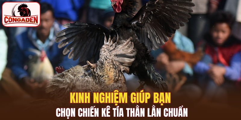 Kinh nghiệm giúp bạn chọn chiến kê tía thằn lằn chuẩn