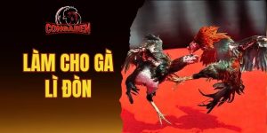 làm cho gà lì đòn