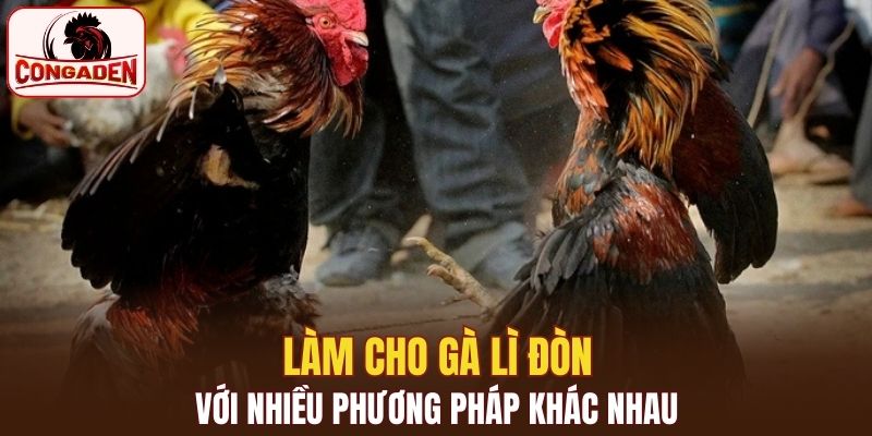 Làm cho gà lì đòn với nhiều phương pháp khác nhau