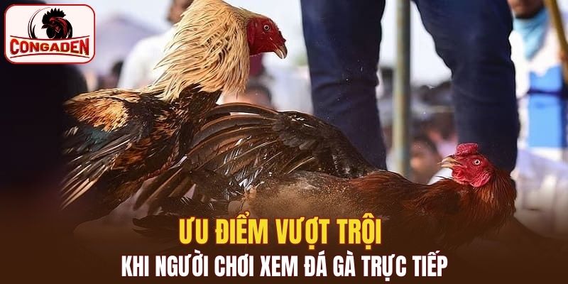 Lợi ích nhận được khi người chơi xem đá gà trực tuyến