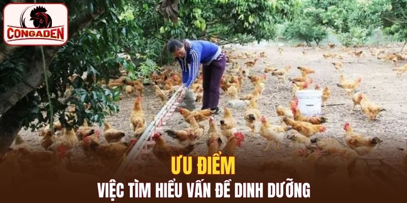 Lợi ích trong dinh dưỡng