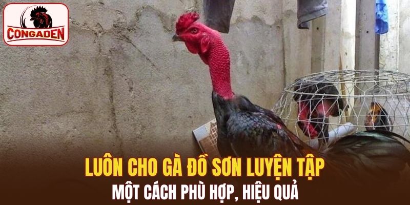 Luôn cho gà Đồ Sơn luyện tập một cách phù hợp, hiệu quả
