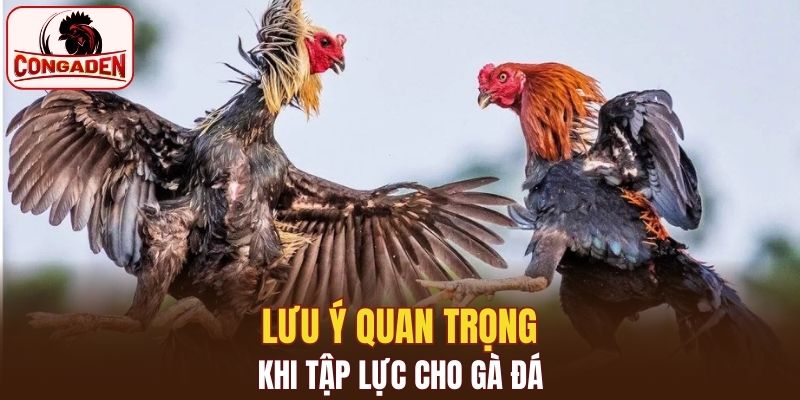 Lưu ý quan trọng khi tập lực cho gà đá