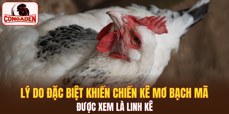 Lý do đặc biệt khiến chiến kê mơ bạch mã được xem là linh kê