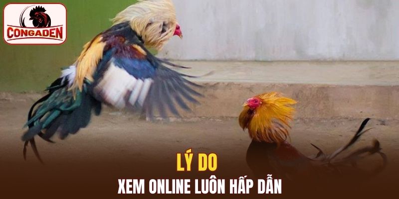 Lý do xem trực tiếp đá gà luôn hấp dẫn