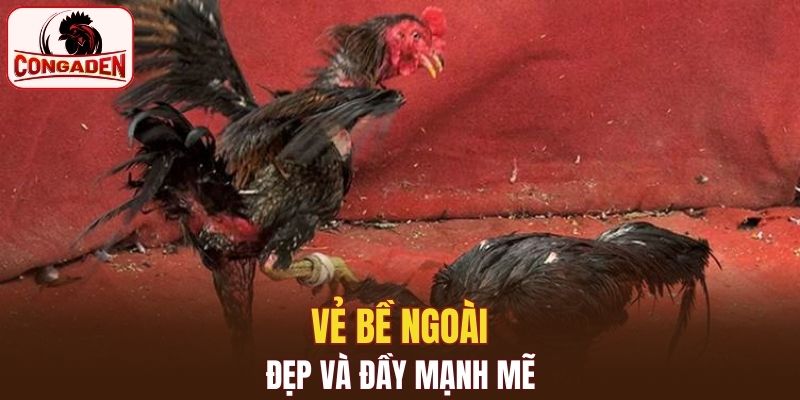 Mang vẻ bề ngoài nhờ bộ lông đẹp