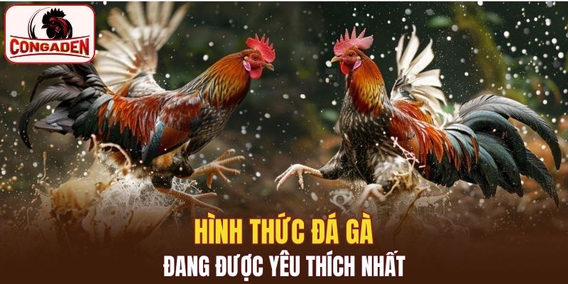 Một số hình thức đá gà trực tuyến đang được yêu thích nhất