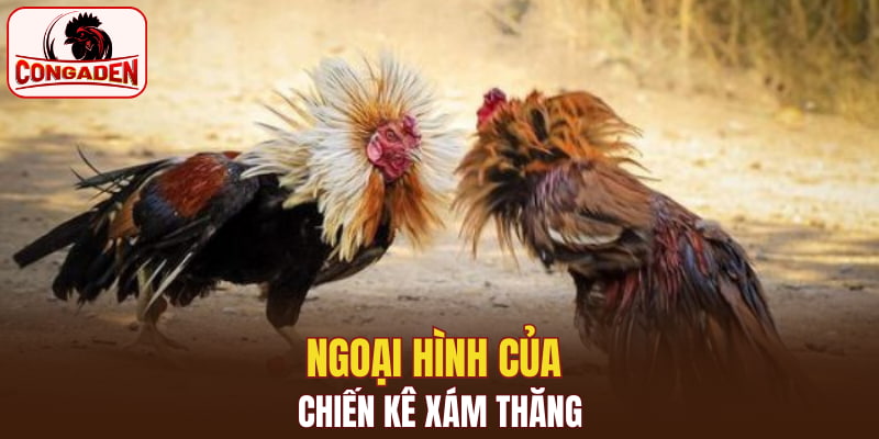 Ngoại hình của chiến kê xám thăng