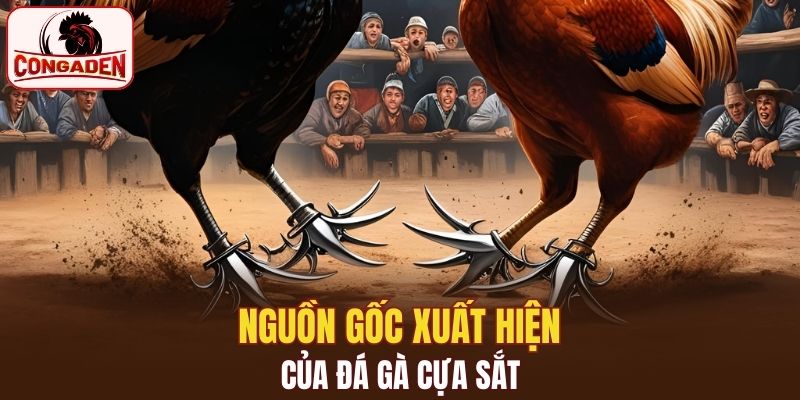 Nguồn gốc bản xứ của bộ môn đá gà cựa sắt