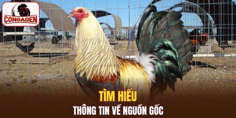 Nguồn gốc của gà chọi Mỹ