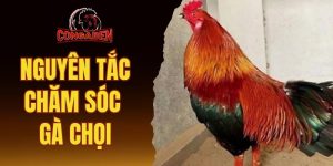Nguyên tắc chăm sóc gà chọi