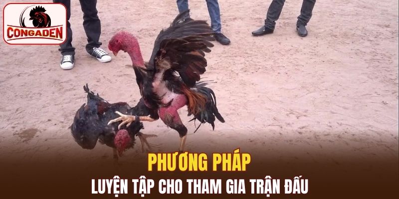 Nguyên tắc chăm sóc gà chọi trong tập luyện