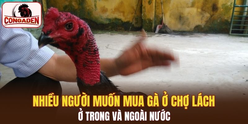 Gà vùng Chợ Lách nức tiếng miền Tây và cả nước