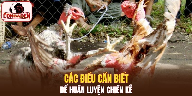 Các điều cần biết để làm cho gà lì đòn