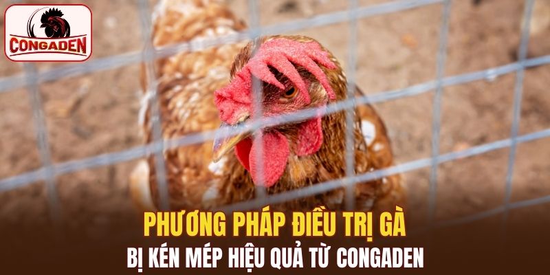 Phương pháp điều trị gà bị kén mép hiệu quả từ Congaden