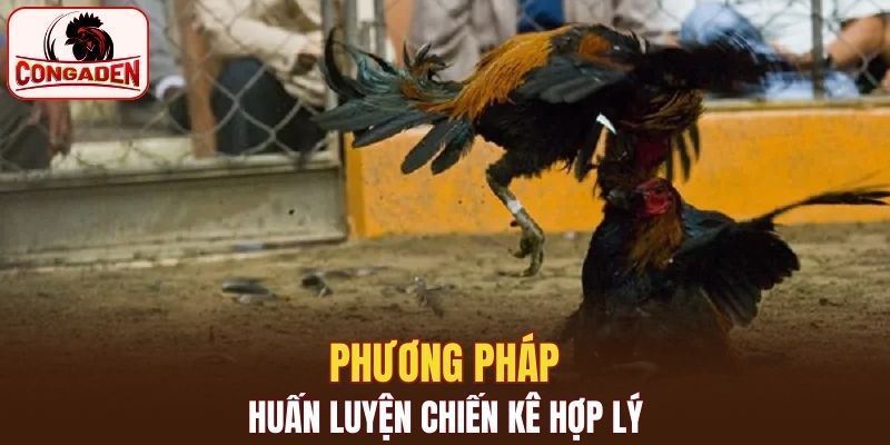 Phương pháp chăm sóc chiến kê hợp lý