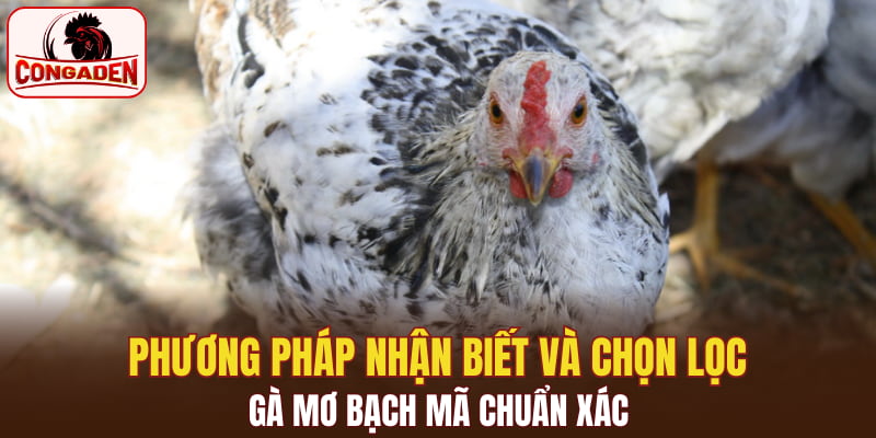 Phương pháp nhận biết và chọn lọc gà mơ bạch mã chuẩn xác