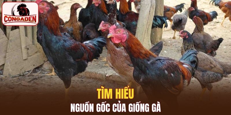Quá trình xây dựng và phát triển