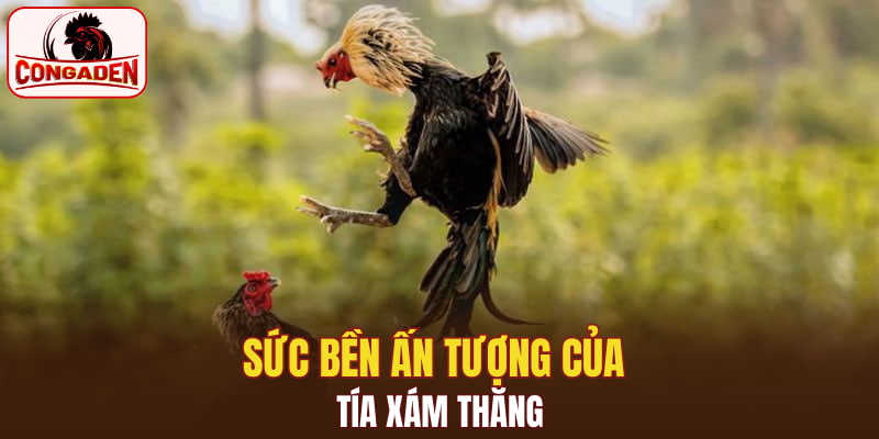 Sức bền ấn tượng của tía xám thăng