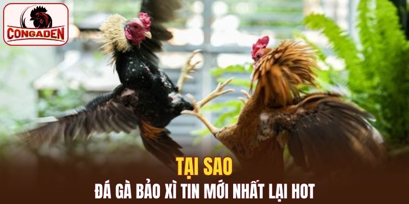 Lý giải tại sao đá gà Bảo xì tin mới nhất lại hot