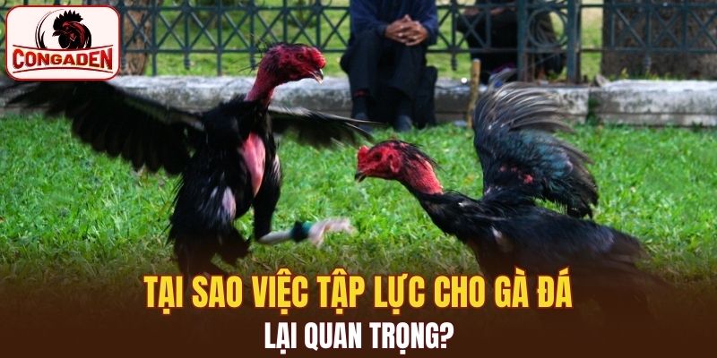 Tại sao việc tập lực cho gà đá lại quan trọng?