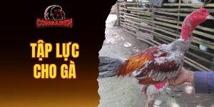 Tập lực cho gà