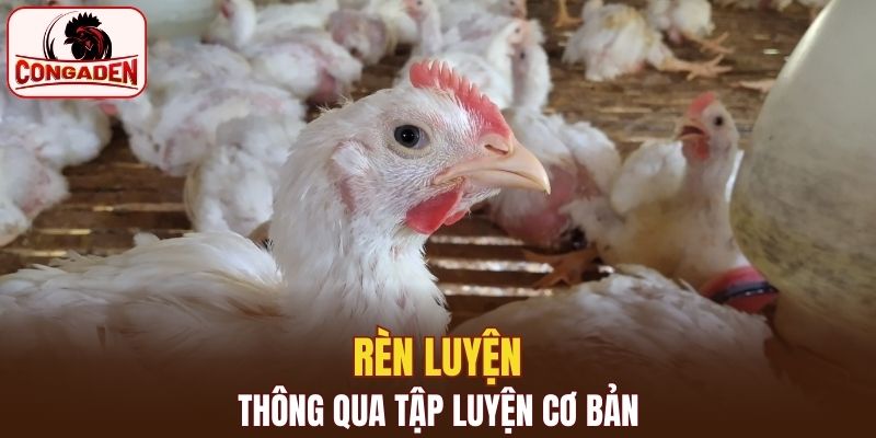 Tập thể lực cơ bản nhất