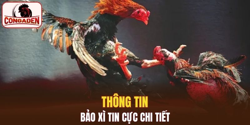 Thông tin về Bảo xì tin cực chi tiết