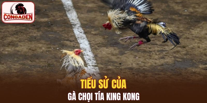Tiểu sử của gà chọi Tía King Kong