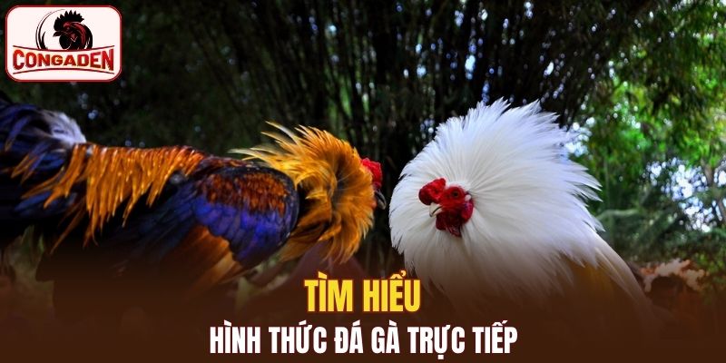 Tìm hiểu sơ lược về hình thức đá gà trực tiếp