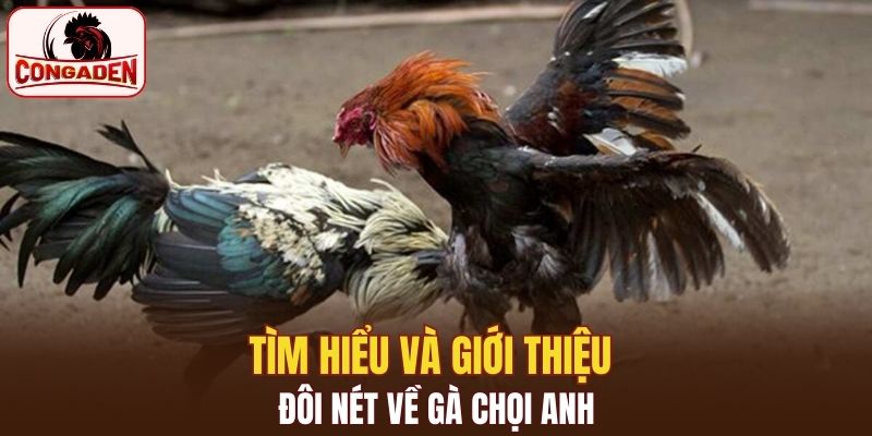Tìm hiểu và giới thiệu đôi nét về gà chọi Anh