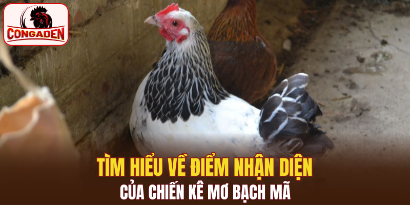 Tìm hiểu về điểm nhận diện của chiến kê mơ bạch mã
