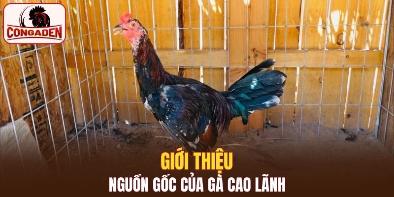 Tìm hiểu về lịch sử của giống