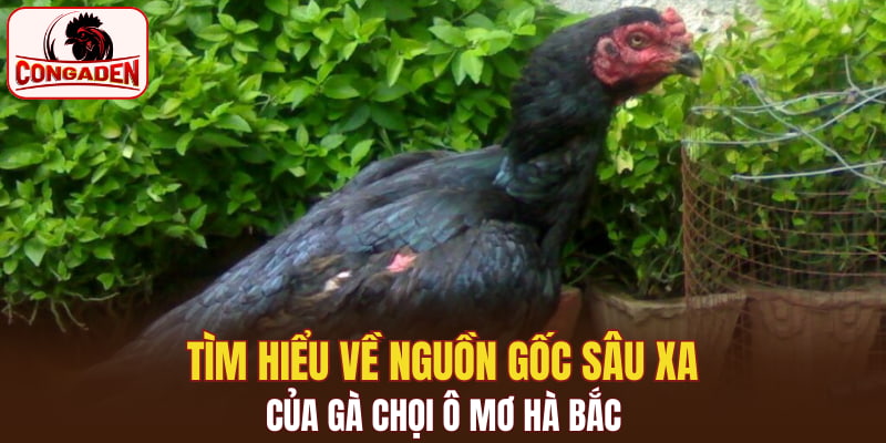 Tìm hiểu về nguồn gốc sâu xa của gà chọi ô mơ Hà Bắc