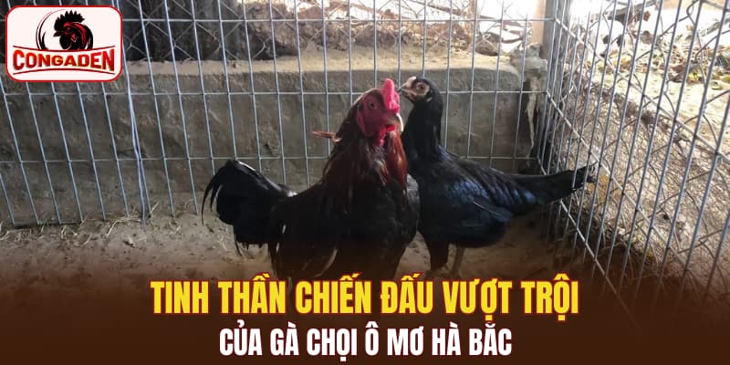 Tinh thần chiến đấu vượt trội của gà chọi ô mơ Hà Bắc