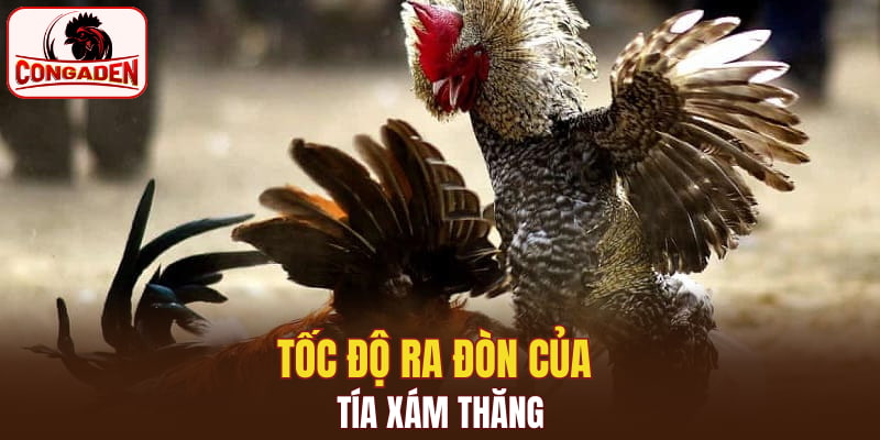 Tốc độ ra đòn của tía xám thăng