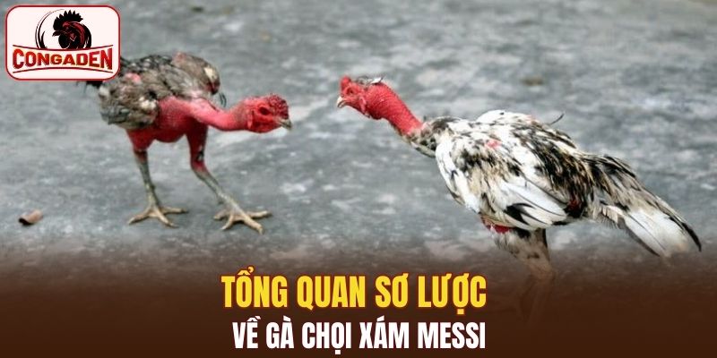 Tổng quan sơ lược về gà chọi xám messi