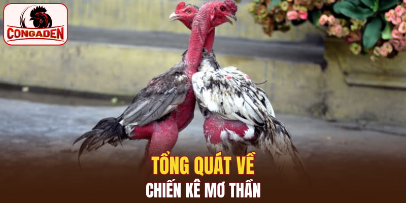 Tổng quát về chiến kê mơ thần