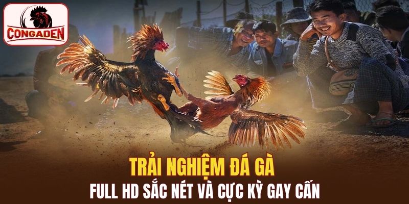 Trải nghiệm đá gà full HD sắc nét và cực kỳ gay cấn