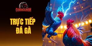trực tiếp đá gà
