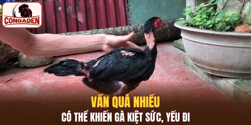 Vần quá nhiều có thể khiến gà kiệt sức, yếu đi